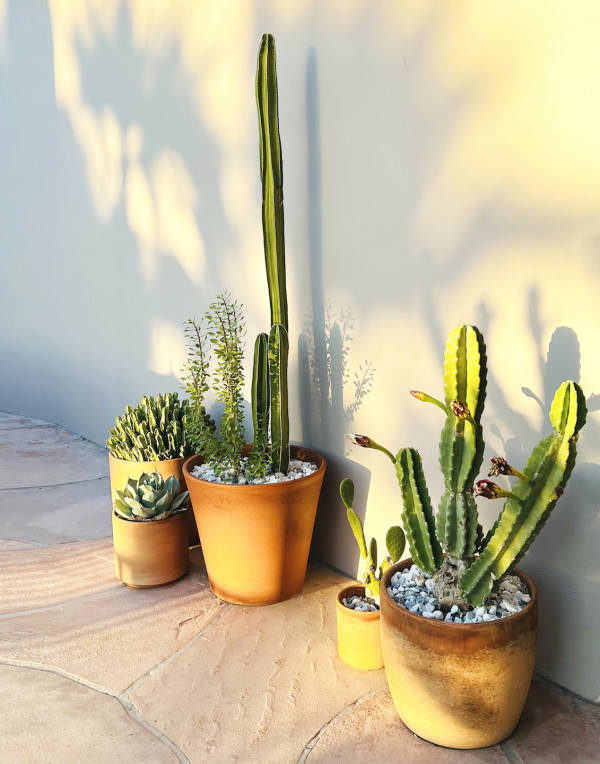 Golden Hour Cacti by Ali Hall