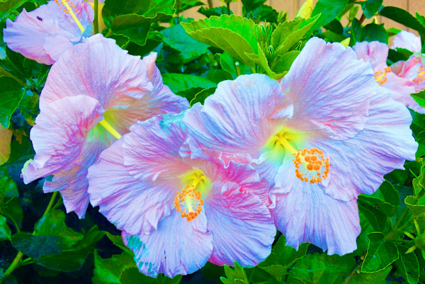Light Pink Hibiscus Trio by Tamerie Halliday