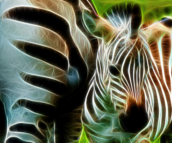 Baby Zebra by Howard Harris