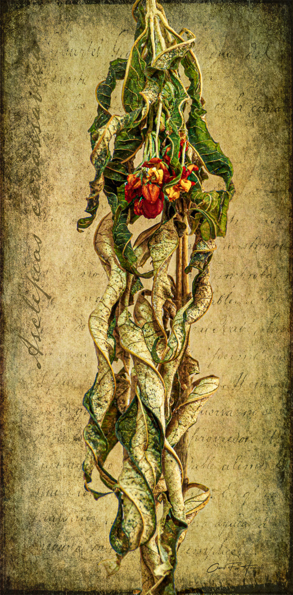 Asclepias Botanical by Carol Fox Henrichs
