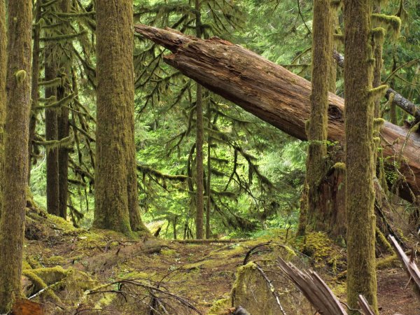 Fallen Giant in Ancient Rain Forest by Donald Hill