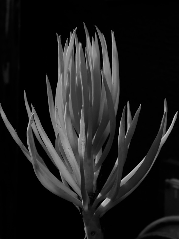 In the Night by Peter Hiller
