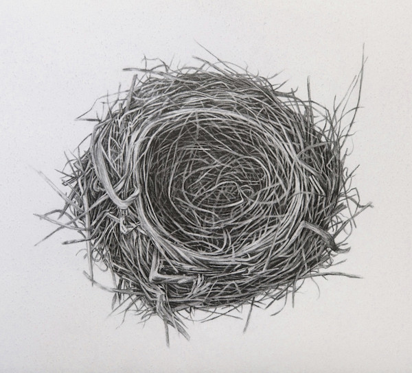 Untitled (Nest) by Heidi Hogden