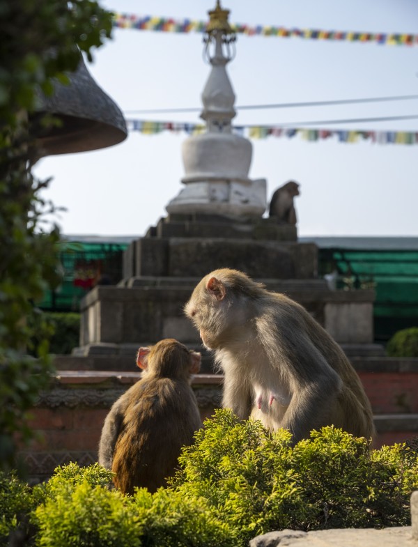 Holy Monkeys of Swayambhu Complex, Kathmandu Valley, Nepal by Jayn Goldsen