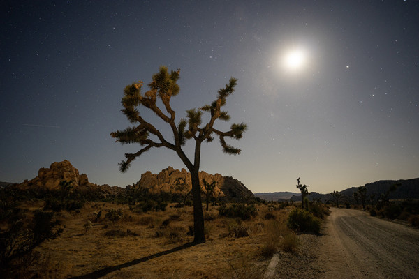 Stand Alone by Thomas Hugh