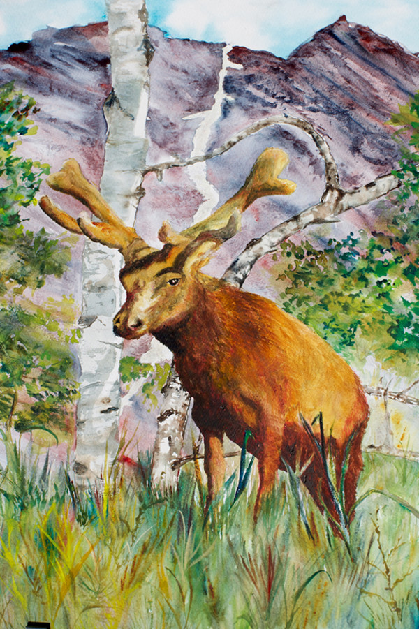 Moose Before the Belles by Susan Mae Hull