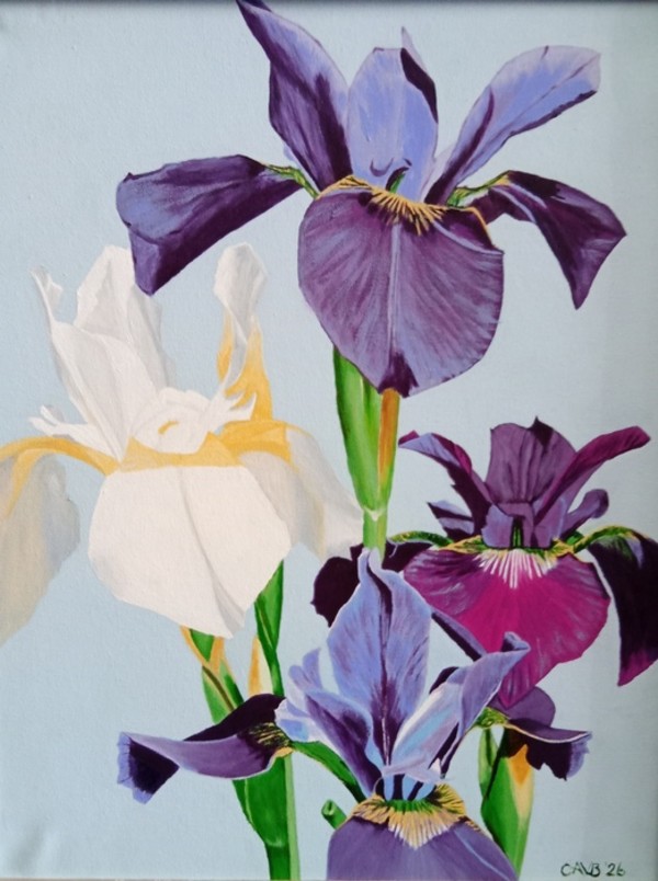 Siberian Irises by C. Arthur V. Brooks, Image 1.