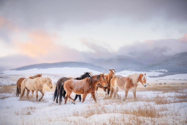 Snow Laden Coats by Deborah Kalas