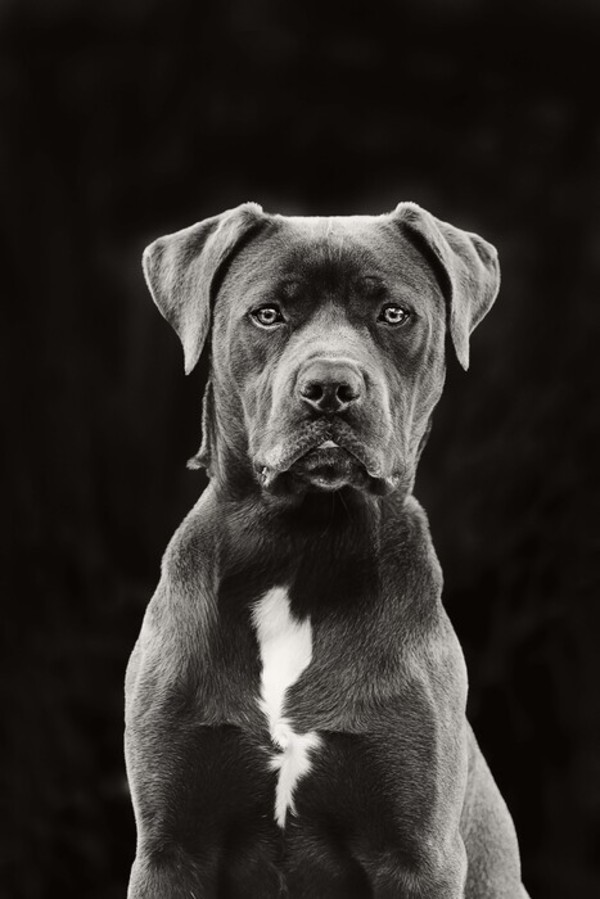 Pet Portrait by Anupama Kalle