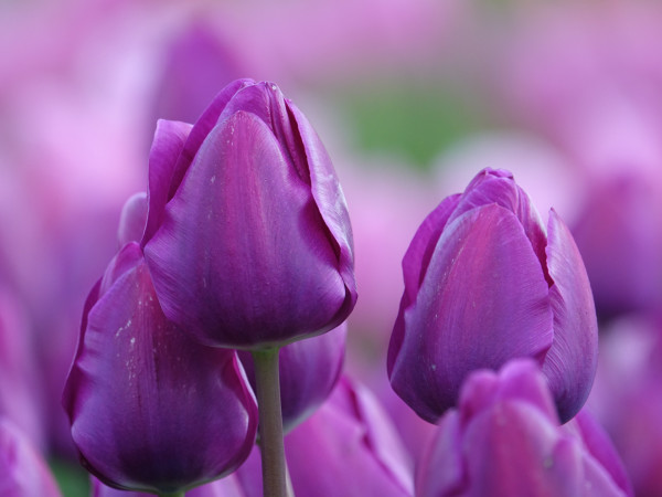 Tulips 2 by Jan Kessel
