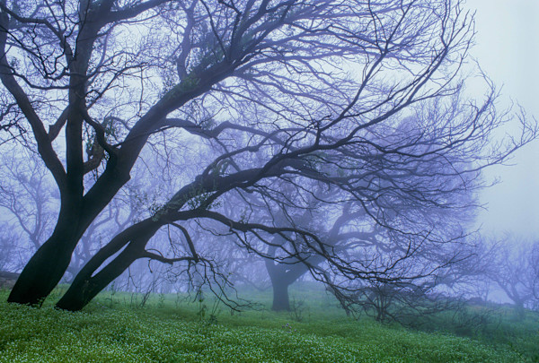 Oaks in Fog by James Michael Knauf