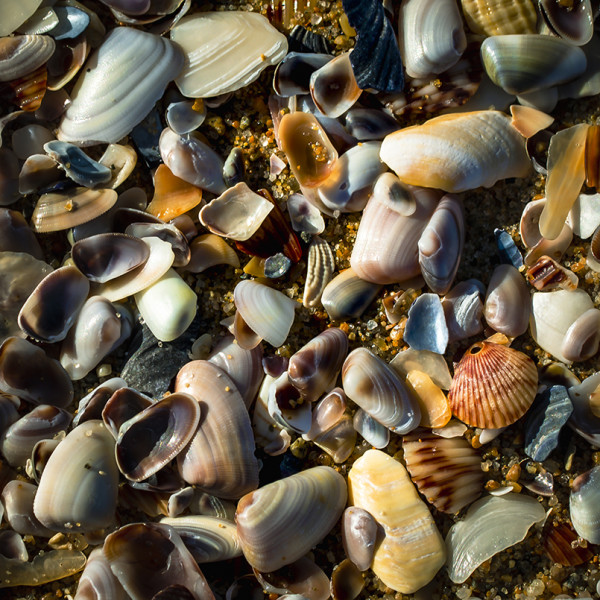 Seashells by Michael Knoell