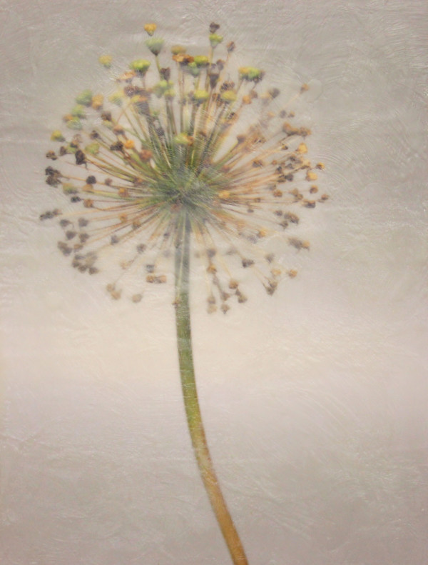 Allium by Cathy Leaycraft
