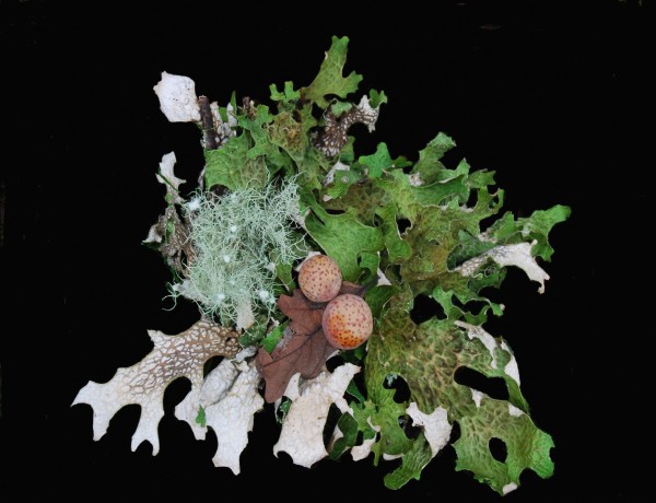 Abstract in Lung Wart, Lichen & Oak Galls by MiMou Liebling