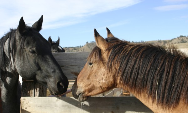 Captured Mustangs Meet - Greet by Andrea London