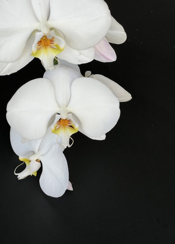White Orchids by Andrea London