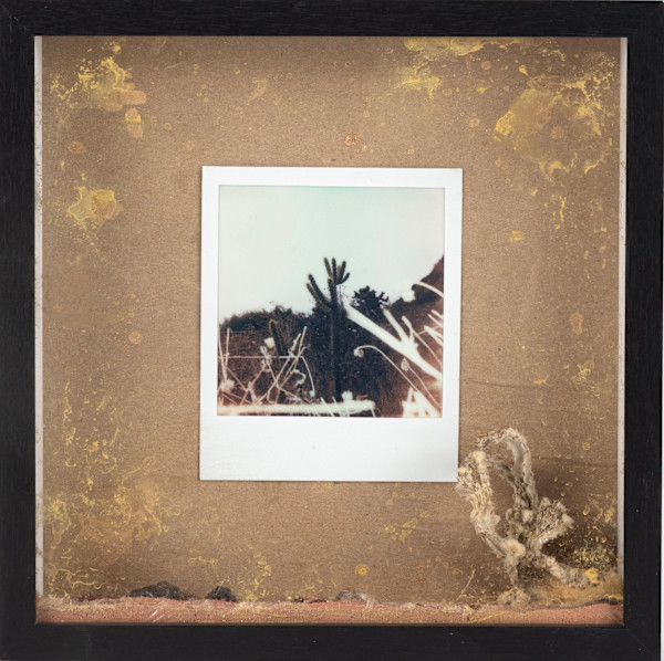 Cactus by Iana Mart, Image 16.