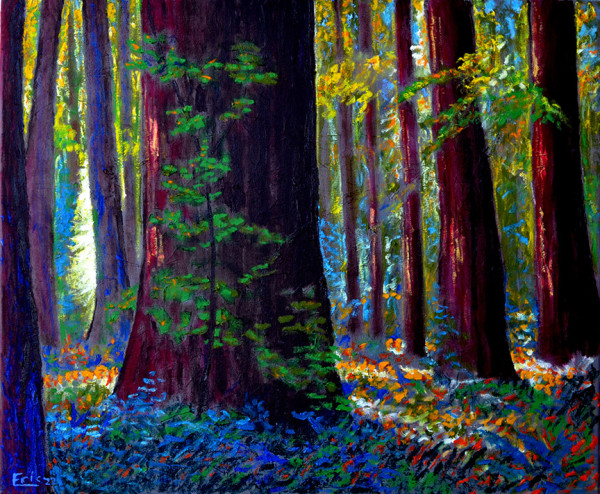 Light in the Forest by Eric Matranga