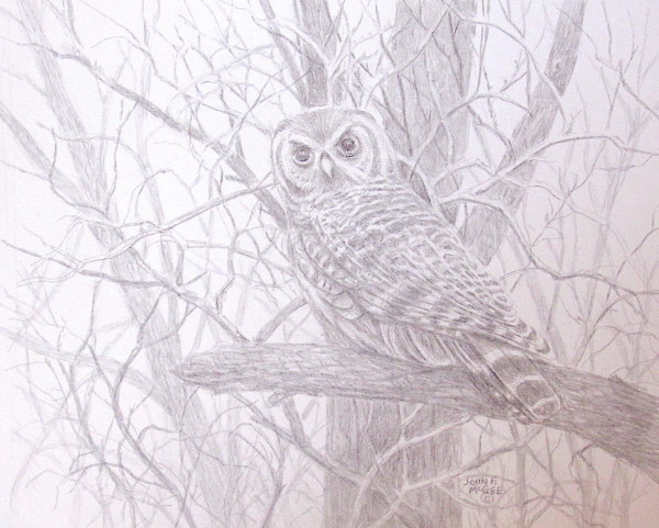 Silverpoint Owl by John McGee