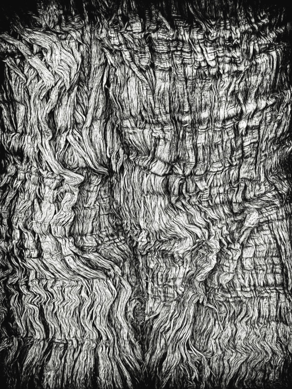 Tree Bark in Chiaroscuro by Norman Gabitzsch