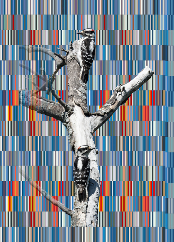 Downy by David Blow, Image 1.
