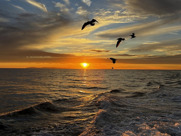 Seagulls Over Catalina Sunset by Wayde Faust, Image 1.