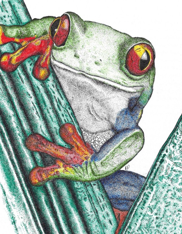 Fantastic Frog by Kecia Olney