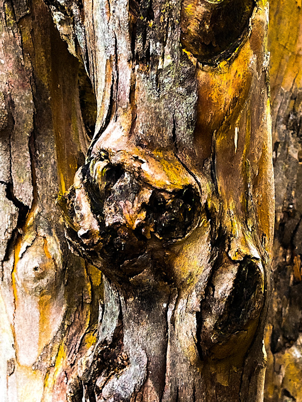 Earth Extracted by Margaret Pedone
