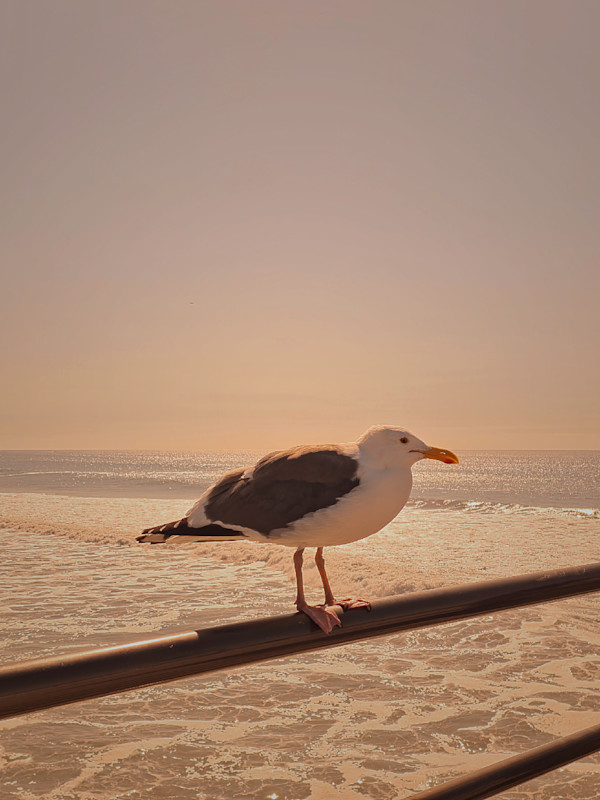 My New Friend, My Pal, My Buddy, The Legend by Kerrigan Reyes, Image 1.