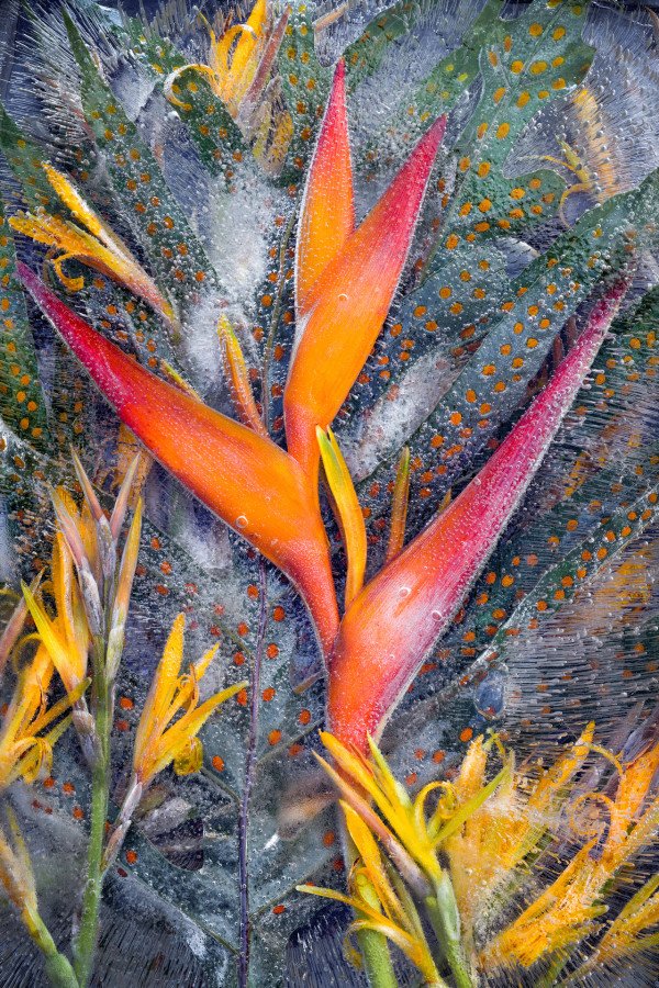 Frozen Ginger Flowers by Philip Rosenberg