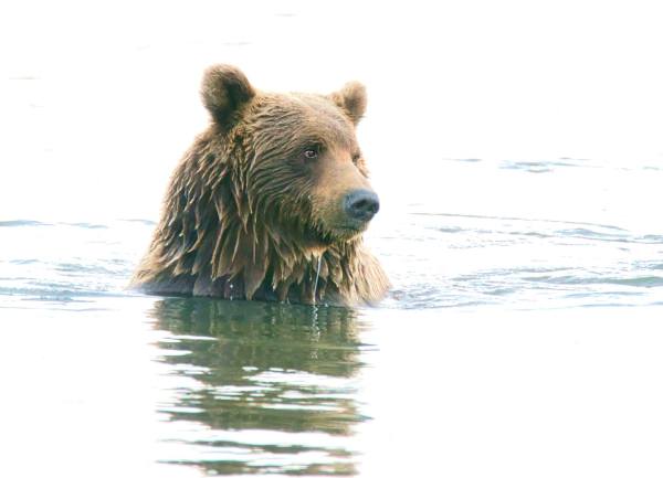 Alaskan Bear in Love by Josie Roth
