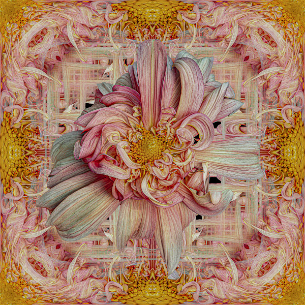 Pink Dahlia by Sandra Pipken, Image 5.