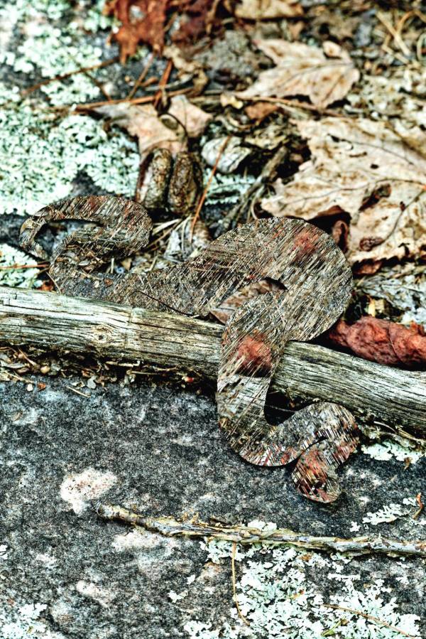 Eastern Massaugua Rattlesnake Erased I by Caylin Schwartz