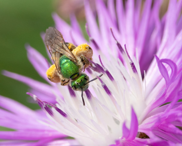 The Bee's Knees by Vero Sexton