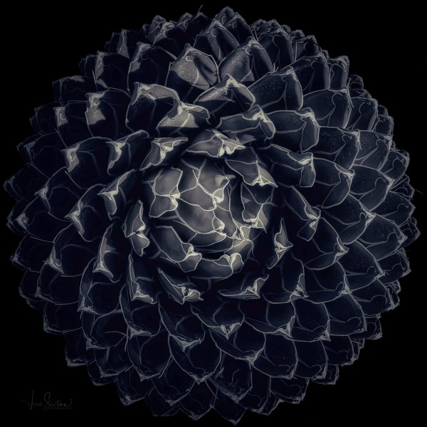 Royal Agave by Vero Sexton