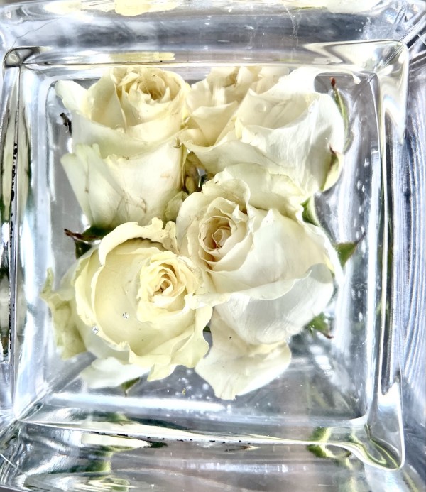 White Roses by Lyn Shears