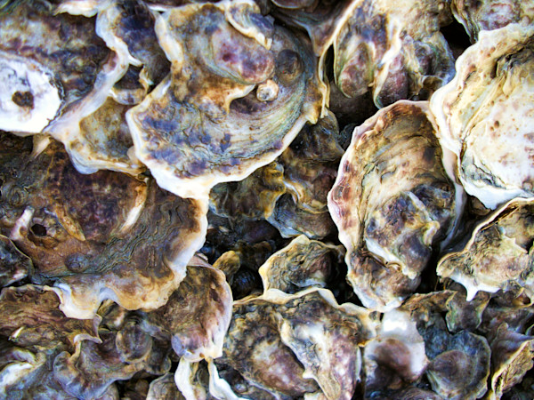 Oyster Shells by Michael Shoemaker