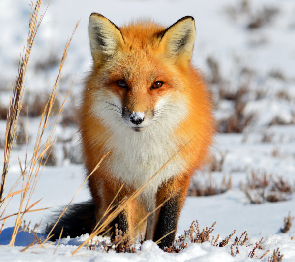 Snow Angel by Susan Spitz