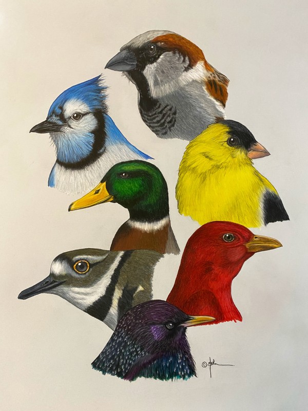 Oklahoma's Feathered Friends by Deborah St. John