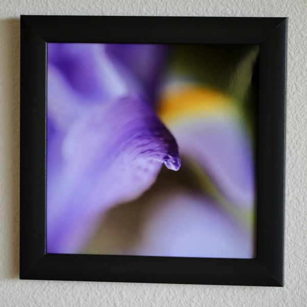 Iris Close Up by Louise Stivers