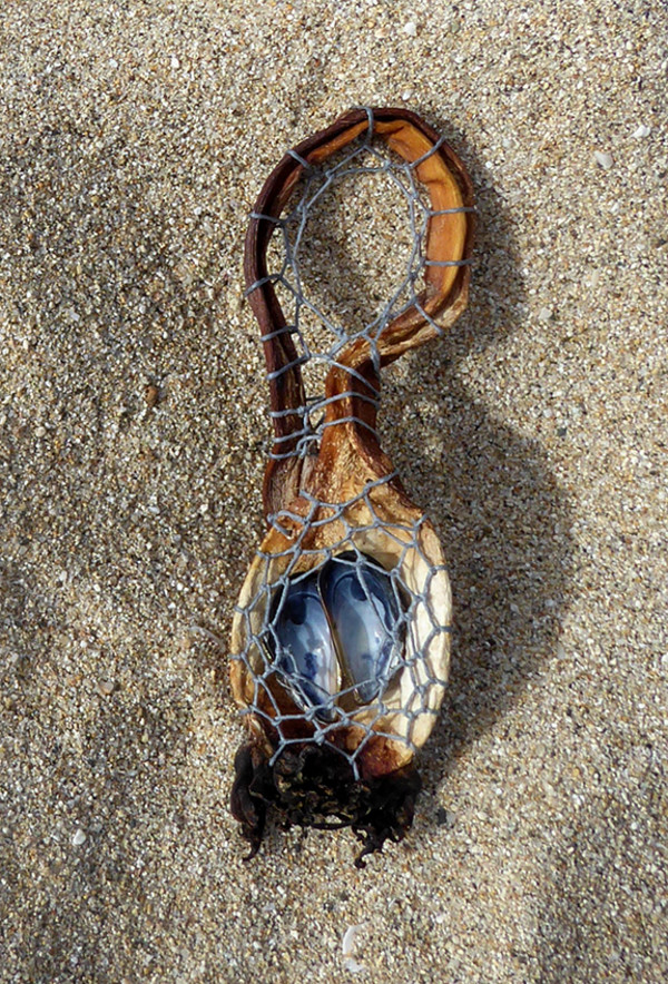 Waxed Linen, Kelp and Mussel Seashells by Linda Tapscott