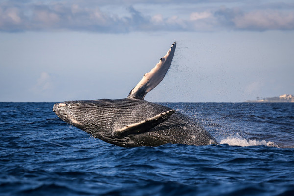 Majestic Breach by Tara Terpening