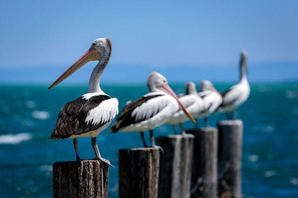 Pelican Row by Tara Terpening
