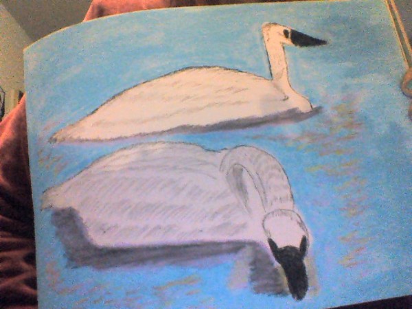 Secret Swans by MaryAnn Valla
