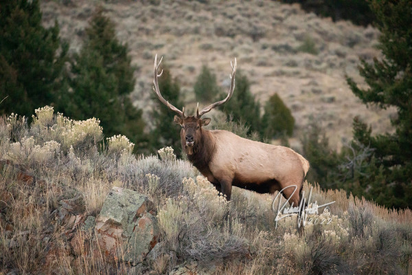 Elk on the Ridge by Rachael Watts