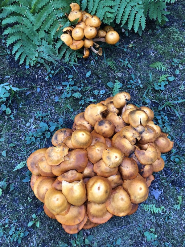 Mushrooms at Tanglewood by Marilyn Wenker