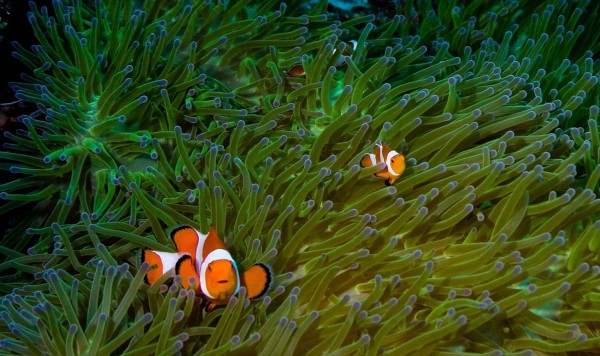 Clownfish by Michael Wicks