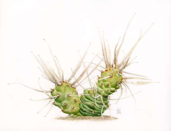 Papyracanthus by Karen Wilkinson