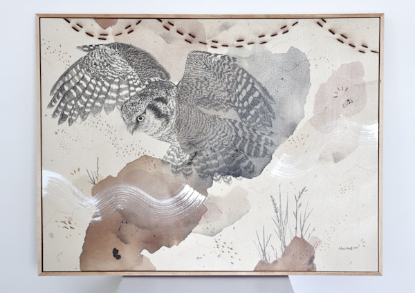 Northern Hawk Owl, More Hawk Than Owl by Alicia Hauff Studio