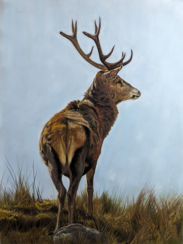 mountain top stag by Carol Motsinger